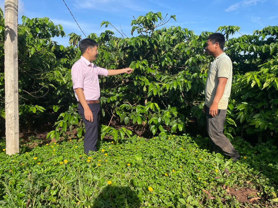 Cán bộ Phòng giao dịch NHCSXH huyện Mang Yang khảo sát hiệu quả sử dụng vốn vay phục vụ sản xuất tại hộ ông Hươt ở làng Đê Ktu, thị trấn Kon Dơng. Ảnh Thanh Nhật Cán bộ Phòng giao dịch NHCSXH huyện Mang Yang khảo sát hiệu quả sử dụng vốn vay phục vụ sản xuất tại hộ ông Hươt ở làng Đê Ktu, thị trấn Kon Dơng. Ảnh Thanh Nhật