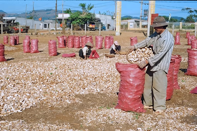 Nông dân huyện Mang Yang trong mùa thu hoạch mỳ. Ảnh Thanh Nhật