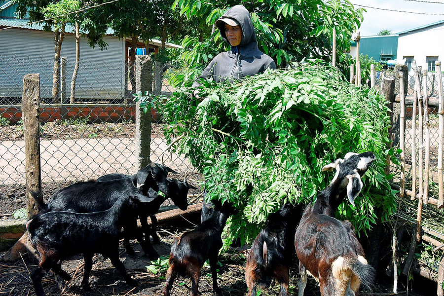Hộ ông Anhuê (làng Đak Trôi, xã Đak Yă) được vay nguồn vốn giải quyết việc làm để chăn nuôi dê. Ảnh: Thanh Nhật Hộ ông Anhuê (làng Đak Trôi, xã Đak Yă) được vay nguồn vốn giải quyết việc làm để chăn nuôi dê. Ảnh: Thanh Nhật