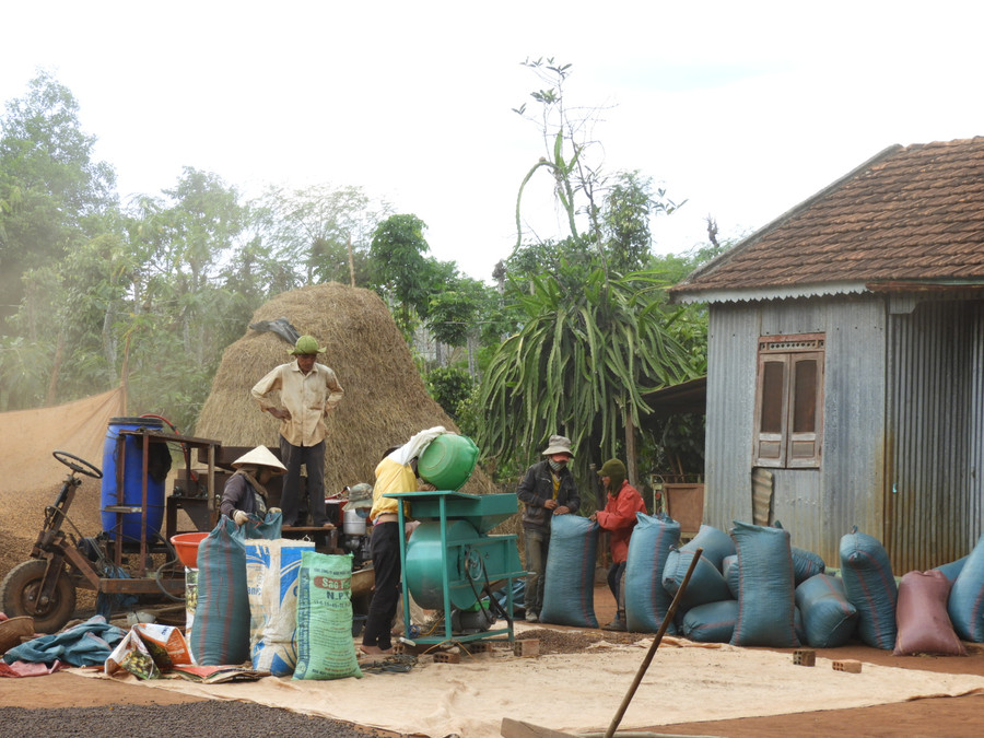 Nông dân huyện Đak Đoa trong mùa thu hoạch. Ảnh Thanh Nhật Nông dân huyện Đak Đoa trong mùa thu hoạch. Ảnh Thanh Nhật