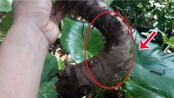 Hình ảnh củ ráy Hình ảnh củ ráy