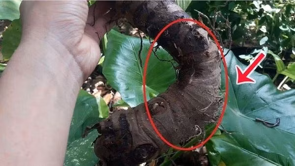 Hình ảnh củ ráy