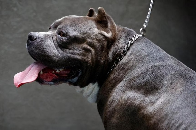 Chó Pitbull. Ảnh minh họa Chó Pitbull. Ảnh minh họa