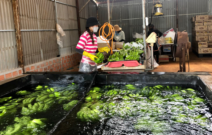 Toàn tỉnh đã có 29 mã số vùng trồng chuối. Ảnh: Lê Nam
