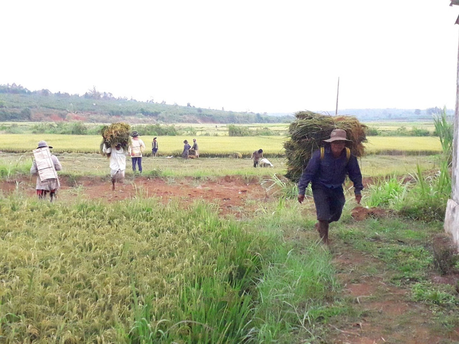 Người dân xã Glar thu hoạch lúa vụ mùa 2023. Ảnh: Lê Nam Người dân xã Glar thu hoạch lúa vụ mùa 2023. Ảnh: Lê Nam