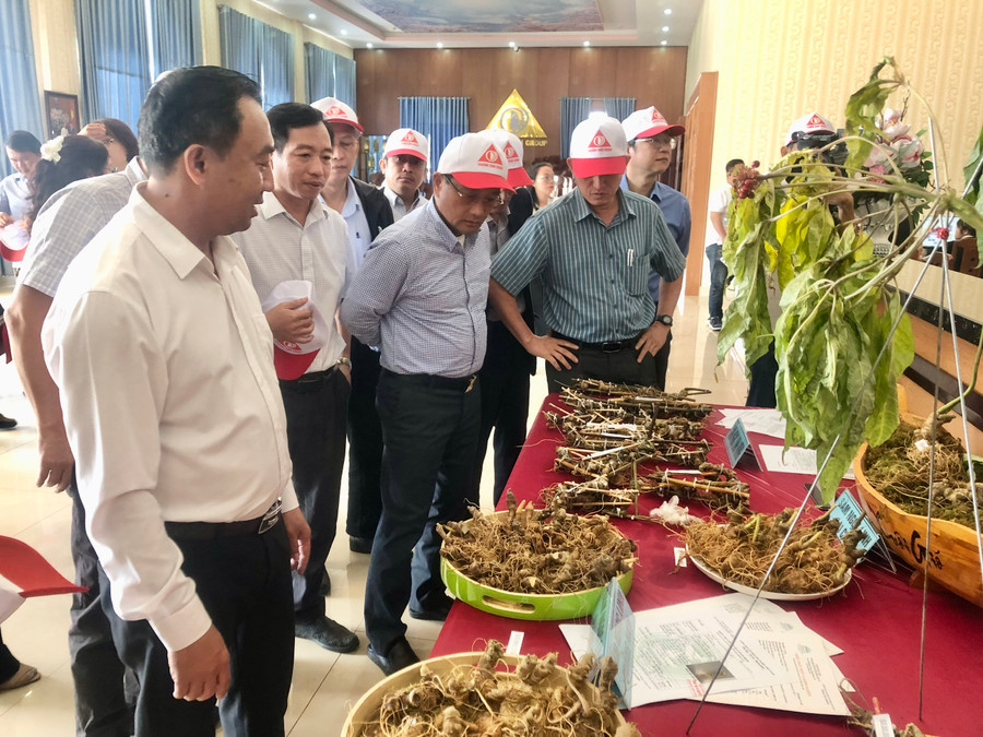 Tỉnh khuyến khích các doanh nghiệp liên kết với người dân đầu tư phát triển vùng nguyên liệu, khai thác sâm Ngọc Linh gắn với sản xuất theo chuỗi giá trị. Ảnh: Lê Nam