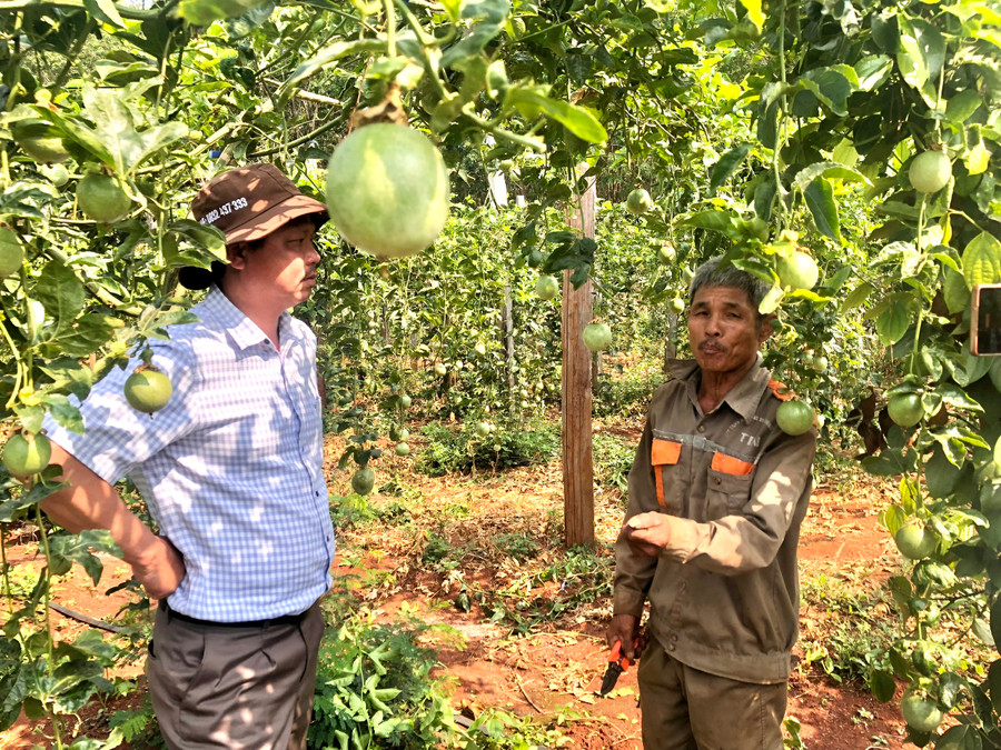 Trưởng phòng Nông nghiệp và PTNT huyện Chư Pưh Nguyễn Long Khánh kiển tra mô hình trồng chanh dây trên địa bàn huyện. Ảnh Lê Nam Trưởng phòng Nông nghiệp và PTNT huyện Chư Pưh Nguyễn Long Khánh kiển tra mô hình trồng chanh dây trên địa bàn huyện. Ảnh Lê Nam