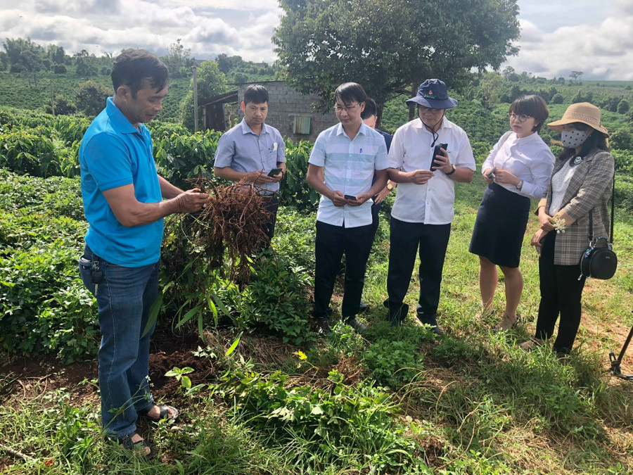 Hiệu quả mô hình trồng cây đương quy xen trong vườn cà phê của Hợp tác xã dịch vụ Nông nghiệp Tân Bình (huyện Đak Đoa). Ảnh: Lê Nam