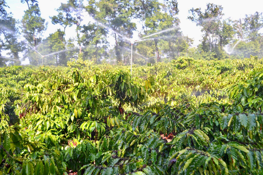 Gia đình anh Hồ Văn Huân-thôn Tân An (xã Ia Sao, huyện Ia Grai) tưới nước cho cây cà phê bằng béc phun mưa. Ảnh: Lê Nam Gia đình anh Hồ Văn Huân-thôn Tân An (xã Ia Sao, huyện Ia Grai) tưới nước cho cây cà phê bằng béc phun mưa. Ảnh: Lê Nam