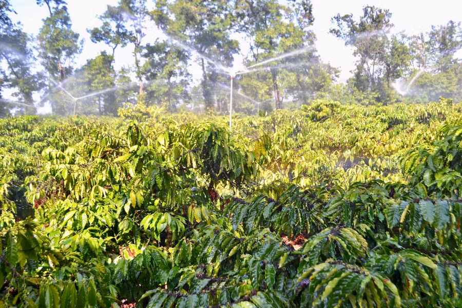 Gia đình anh Hồ Văn Huân-thôn Tân An (xã Ia Sao, huyện Ia Grai) tưới nước cho cây cà phê bằng béc phun mưa. Ảnh: Lê Nam