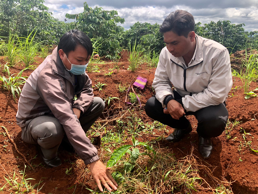 Anh Sing (thôn Dôr 1, xã Glar, huyện Đak Đoa) (áo trắng) được cán bộ xã Glar hướng dẫn cách tủ gốc cho cây cà phê mới tái canh. Ảnh: Lê Nam