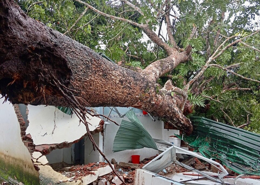 Cây đổ làm hỏng khu nhà vệ sinh Trường Tiểu học Cù Chính Lan, xã Ia Nan. Ảnh: Lê Nam