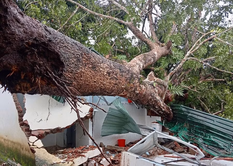Cây đổ làm hỏng khu nhà vệ sinh Trường Tiểu học Cù Chính Lan, xã Ia Nan. Ảnh: Lê Nam