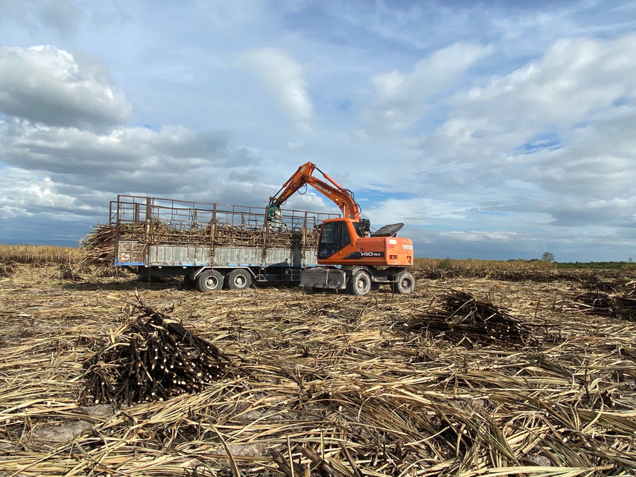 Các diện tích mía cháy được ưu tiên thu hoạch sớm để giảm thiểu thiệt hại. Ảnh: Văn Ngọc