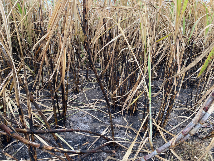 Hàng chục diện tích mía của nông dân bị cháy trong một thời gian ngắn. Ảnh: Văn Ngọc
