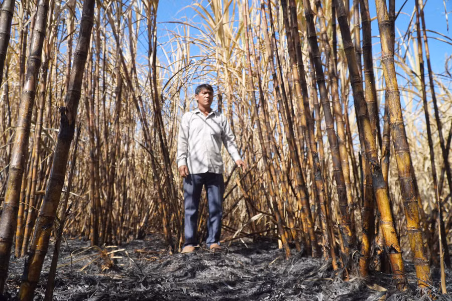 Thêm gần 20 ha mía ở xã Ia Piar bị cháy. Ảnh: Văn Ngọc