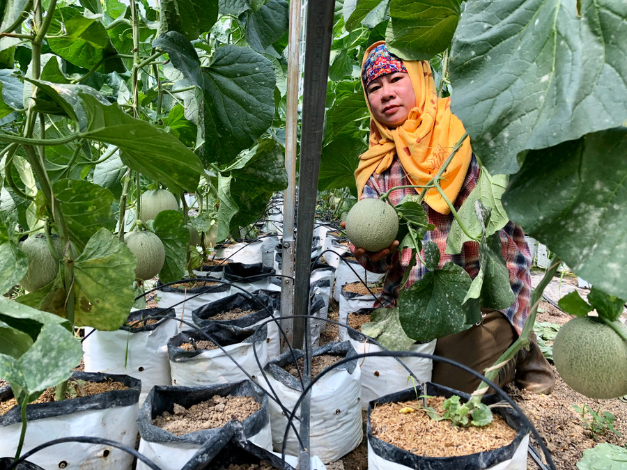 Mô hình trồng dưa lưới trong nhà màng áp dụng công nghệ cao ở huyện Chư Păh. Ảnh: Lê Nam