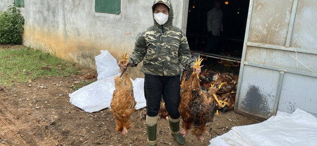 Người dân đến hỗ trợ anh Xuân làm thịt gà để tiêu thụ với mong muốn vớt vát lại tài sản Người dân đến hỗ trợ anh Xuân làm thịt gà để tiêu thụ với mong muốn vớt vát lại tài sản