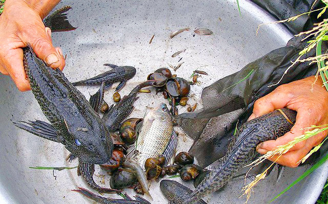 Cá lau kiếng Cá lau kiếng