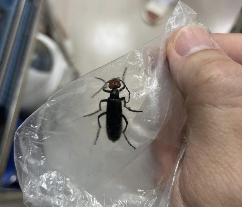 Côn trùng lạ bệnh nhân sử dụng Côn trùng lạ bệnh nhân sử dụng