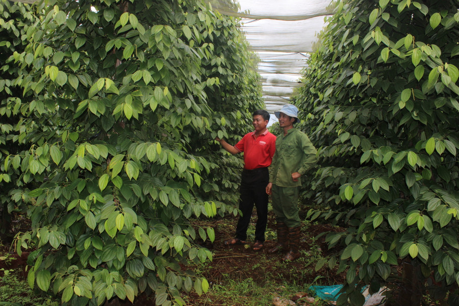 Sản xuất hồ tiêu theo tiêu chuẩn 4C tại Hợp tác xã Nông nghiệp- Dịch vụ Ia Ring( xã Ia Tiêm). Ảnh: Nguyễn Diệp Sản xuất hồ tiêu theo tiêu chuẩn 4C tại Hợp tác xã Nông nghiệp- Dịch vụ Ia Ring( xã Ia Tiêm). Ảnh: Nguyễn Diệp