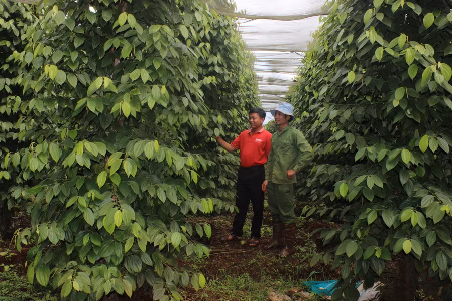 Sản xuất hồ tiêu theo tiêu chuẩn 4C tại Hợp tác xã Nông nghiệp- Dịch vụ Ia Ring( xã Ia Tiêm). Ảnh: Nguyễn Diệp