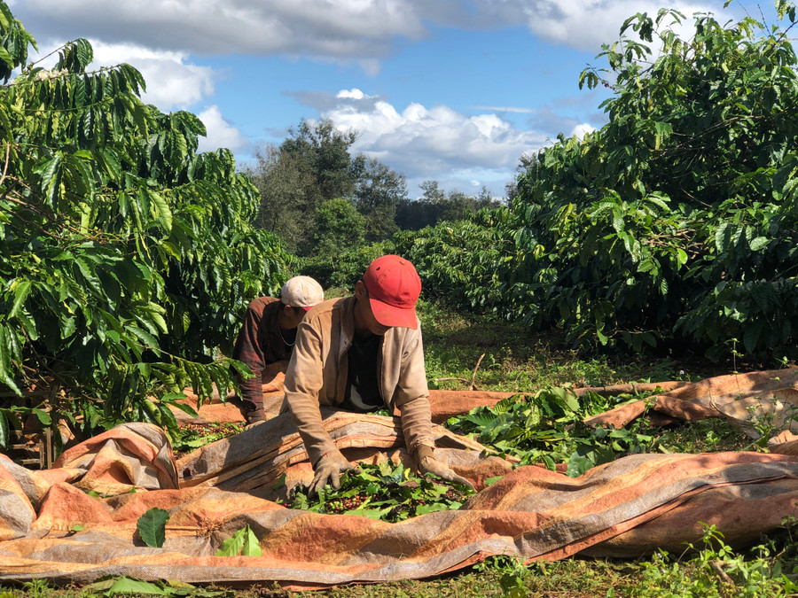 Định hướng phát triển đến năm 2030, toàn tỉnh có khoảng 100 ngàn ha cà phê. Ảnh: Lê Nam