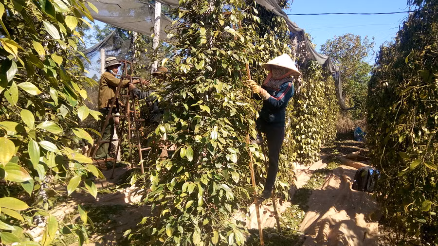 Định hướng phát triển đến năm 2030, toàn tỉnh có khoảng 8,5-10 ngàn ha hồ tiêu. Ảnh: Lê Nam