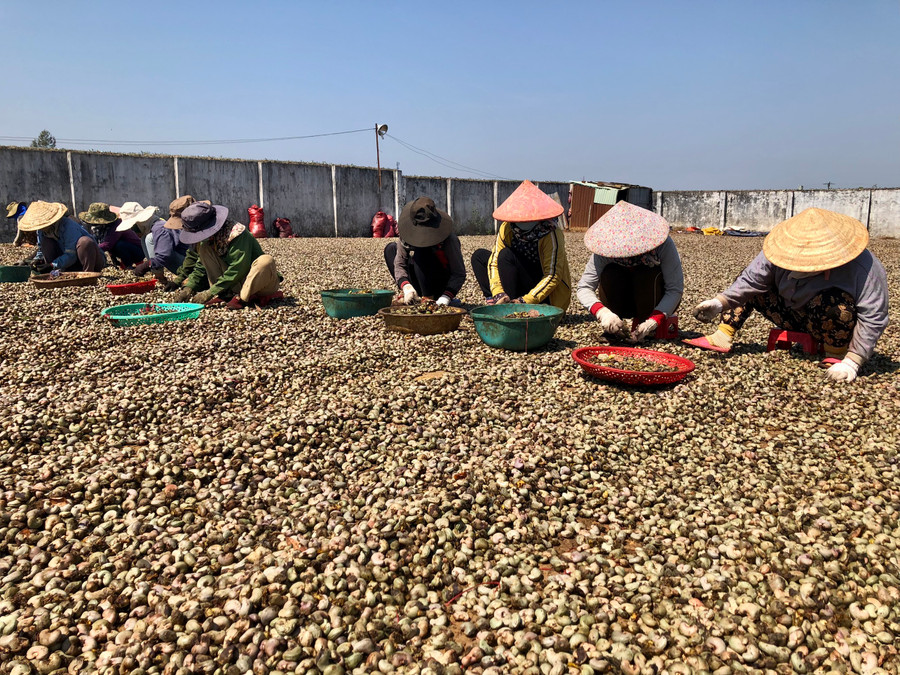 Người dân huyện Ia Grai sơ chế hạt điều. Ảnh: Lê Nam