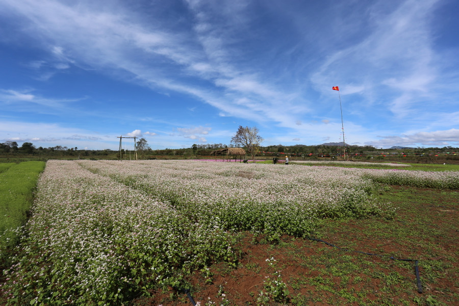 Vườn hoa rộng 7 sào đang nở rực rỡ. Ảnh: Văn Ngọc Vườn hoa rộng 7 sào đang nở rực rỡ. Ảnh: Văn Ngọc