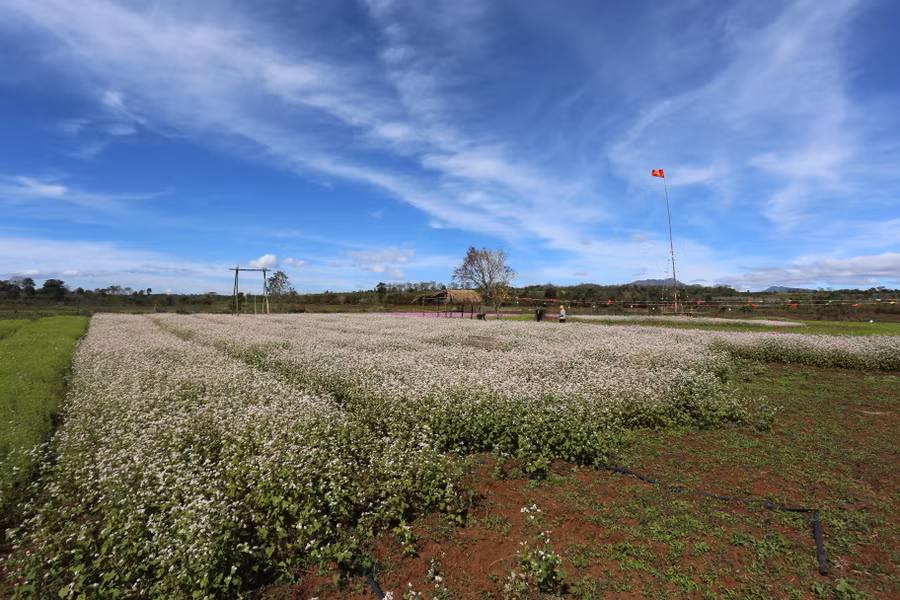 Vườn hoa rộng 7 sào đang nở rực rỡ. Ảnh: Văn Ngọc Vườn hoa rộng 7 sào đang nở rực rỡ. Ảnh: Văn Ngọc