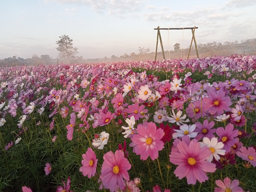 Cánh đồng hoa lung linh, mờ ảo trong sương sớm. Ảnh: Văn Ngọc Cánh đồng hoa lung linh, mờ ảo trong sương sớm. Ảnh: Văn Ngọc
