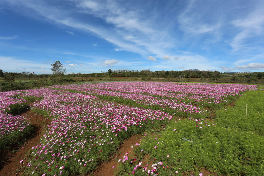 Cánh đồng hoa sao nhái đang đua sắc trong dịp Tết. Ảnh: Văn Ngọc Cánh đồng hoa sao nhái đang đua sắc trong dịp Tết. Ảnh: Văn Ngọc