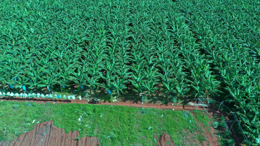 Cánh đồng chuối của Công ty Cổ phần Nông nghiệp công nghệ cao Hưng Sơn (tại huyện Đak Đoa) được cấp mã số vùng trồng. Ảnh: Lê Nam