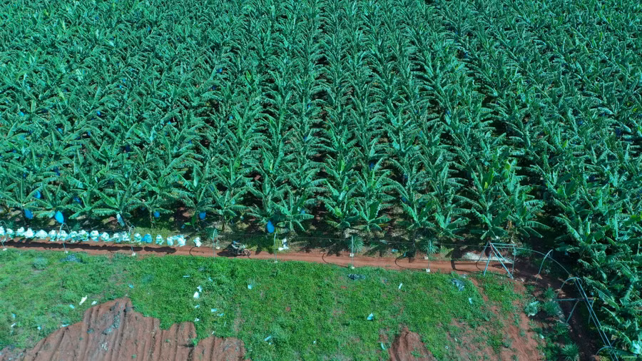 Cánh đồng chuối của Công ty Cổ phần Nông nghiệp công nghệ cao Hưng Sơn (tại huyện Đak Đoa) được cấp mã số vùng trồng. Ảnh: Lê Nam