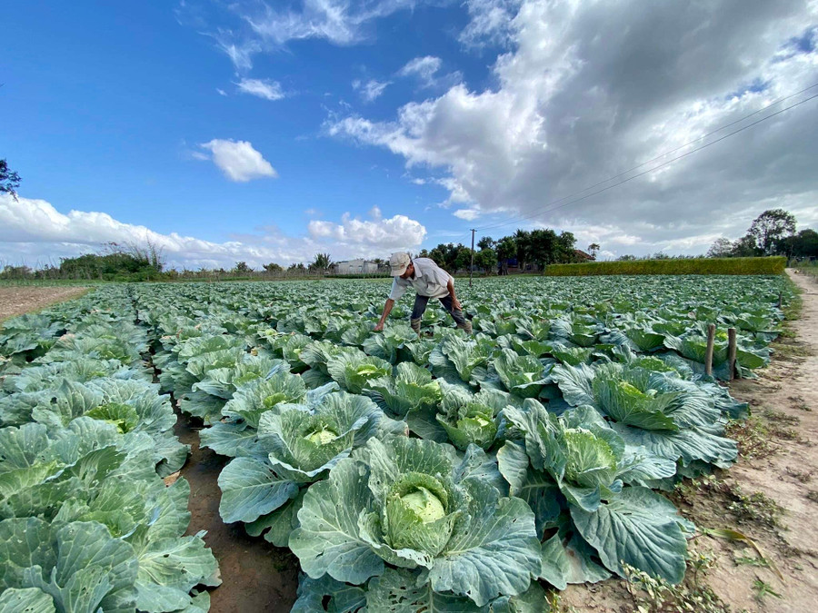 Gia đình ông Phạm Ba chăm sóc vườn bắp cải để phục vụ người tiêu dùng sau Tết. Ảnh: Lê Nam.