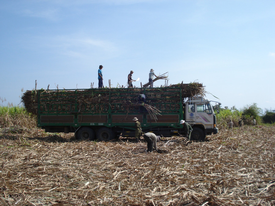 Người dân Krông Pa thu hoạch mía. Ảnh: Lê Nam.
