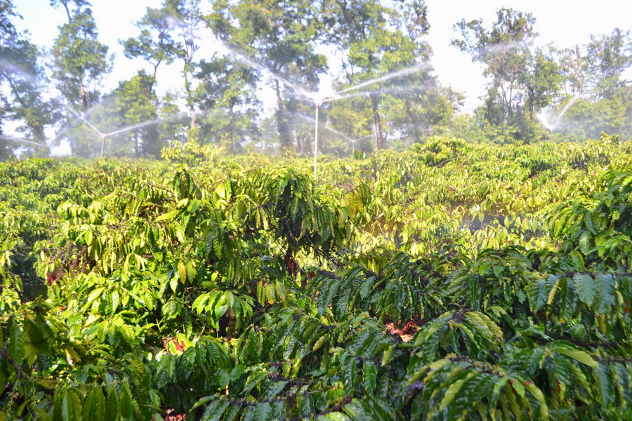 Anh Nguyễn Bá Vĩ dùng béc phun mưa để tưới nước cho cây cà phê. Ảnh: Lê Nam.