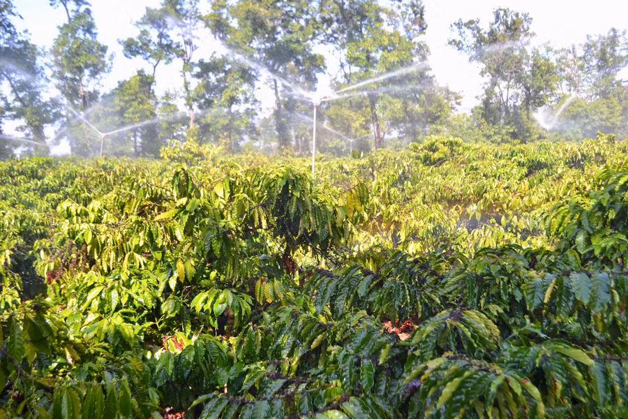 Anh Nguyễn Bá Vĩ dùng béc phun mưa để tưới nước cho cây cà phê. Ảnh: Lê Nam.