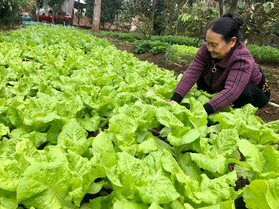 Ngay từ mùng 2 Tết gia đình bà Tô Thị Nghị đã ra vườn chăm sóc và thu hoạch rau xanh để phục vụ người tiêu dùng. Ảnh: Lê Nam.