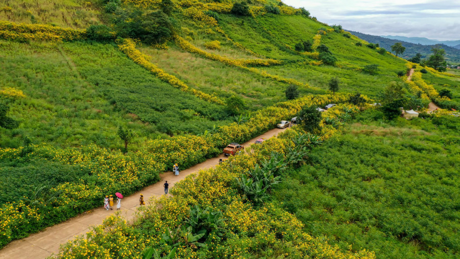 Hoa dã quỳ khoe sắc khắp các con đường và men theo các thửa ruộng. Ảnh: Bi Ly