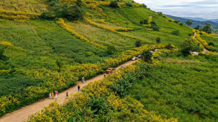 Hoa dã quỳ khoe sắc khắp các con đường và men theo các thửa ruộng. Ảnh: Bi Ly