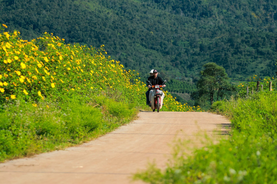 Dã quỳ bắt đầu nở vàng dưới chân núi Chư Đang Ya. Ảnh: Bi Ly Dã quỳ bắt đầu nở vàng dưới chân núi Chư Đang Ya. Ảnh: Bi Ly