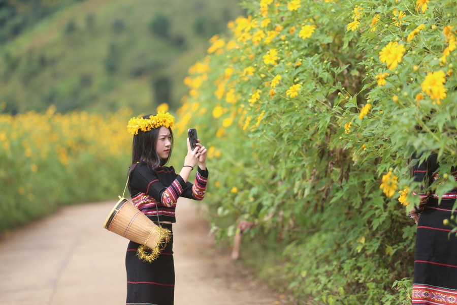 Du khách say sưa chụp ảnh với những bông hoa dã quỳ. Ảnh: Văn Ngọc