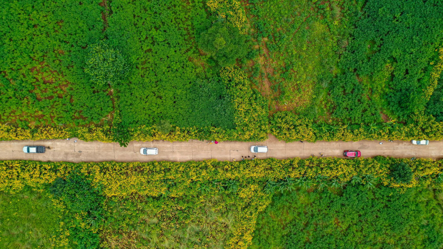 Dòng người đang đổ về núi lửa Chư Đang Ya để ngắm hoa dã quỳ. Ảnh: Bi Ly