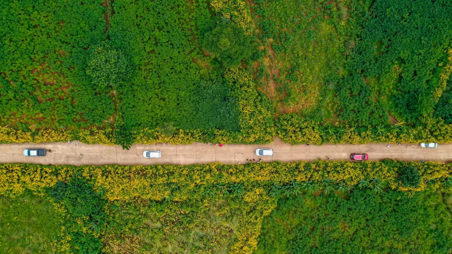 Dòng người đang đổ về núi lửa Chư Đang Ya để ngắm hoa dã quỳ. Ảnh: Bi Ly