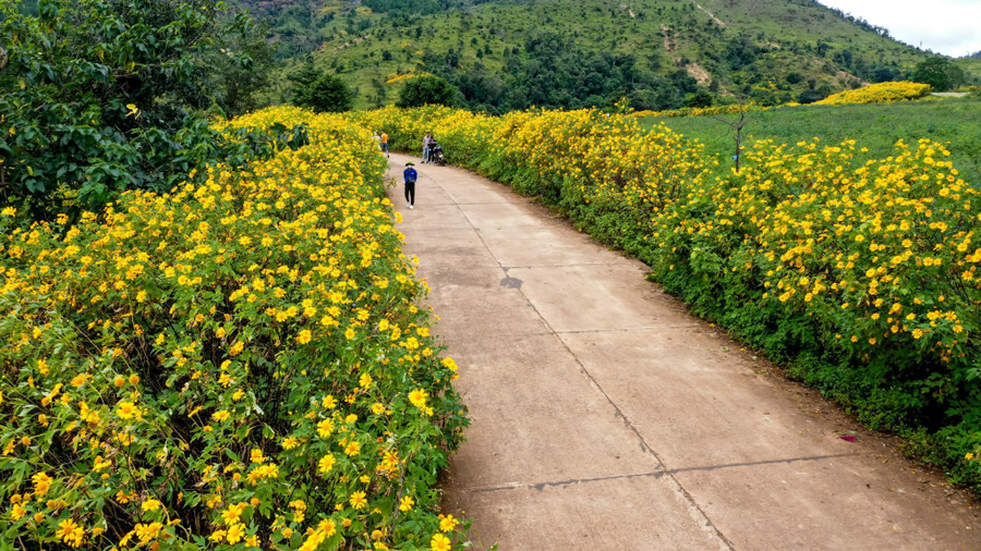 Hoa dã quỳ vàng rực 2 bên đường dưới chân núi. Ảnh: Bi Ly