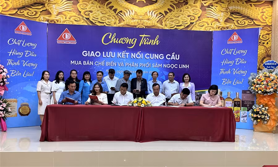 Lãnh đạo Công ty TNHH Phát triển khoa học Quốc tế Trường Sinh ký kết hợp tác với các công ty, chủ vườn sâm Ngọc Linh. Ảnh: Hạ Vy