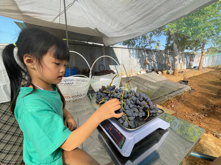 Tết này vườn nho Trần Hải cho thu hái hơn 2 tạ trái. Ảnh: Văn Ngọc Tết này vườn nho Trần Hải cho thu hái hơn 2 tạ trái. Ảnh: Văn Ngọc