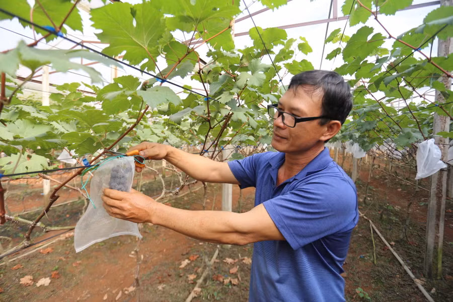 Ông Hải mất nhiều năm để có vườn nho cho trái ngọt. Ảnh: Văn Ngọc